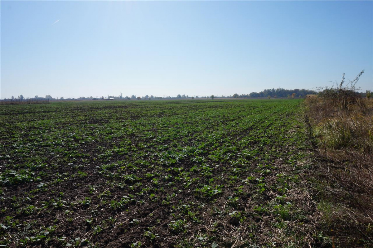 Teren intravilan 15500mp in Branesti, zona agricola-industriala! 