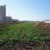 Teren intravilan 15500mp in Branesti, zona agricola-industriala! 