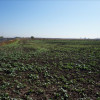 Teren intravilan 15500mp in Branesti, zona agricola-industriala! 