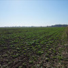 Teren intravilan 15500mp in Branesti, zona agricola-industriala! 